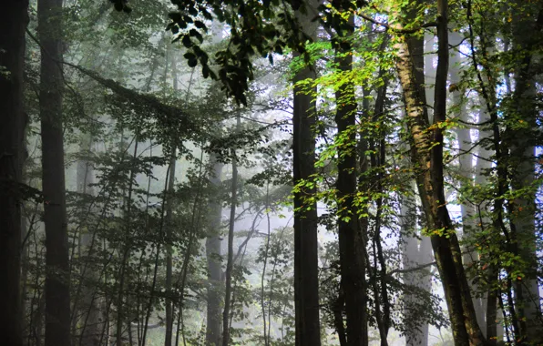 Лес, листья, деревья, туман