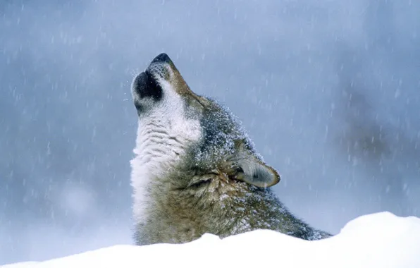 Картинка nature, predator, animal, wolf, wildlife, portrait., Canis lupus. face • wolf • portrait • predator