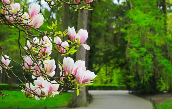Flower, magnolia, twig