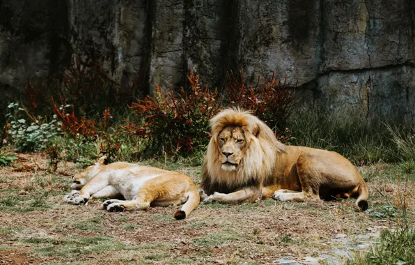 Lion, Lions, Sleeping, Animal, Craig Pattenaude, Big Cats