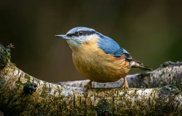 Yellow, bird, blue, tree, animal, branch, wildlife, jay