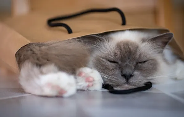 Кошка, кот, поза, отдых, сон, лапы, пакет, спит