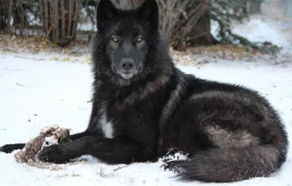 Картинка nature, predator, animal, wolf, wildlife, portrait, portrait., Canis lupus. face