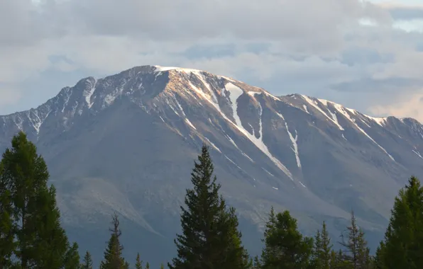 Гора, ели, Алтай