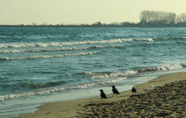 Beach, sea, water, wave, Baltib