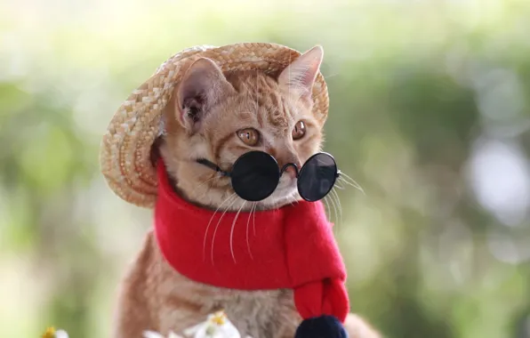 Кошка, кот, взгляд, цветы, красный, природа, поза, котенок