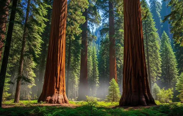 Лес, небо, обои, дымка, wallpaper, forest, sky, sequoia