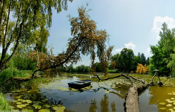 Картинка деревья, озеро, лодка