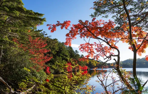 Картинка осень, лес, небо, деревья, озеро