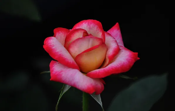 Листья, макро, природа, розы, лепестки