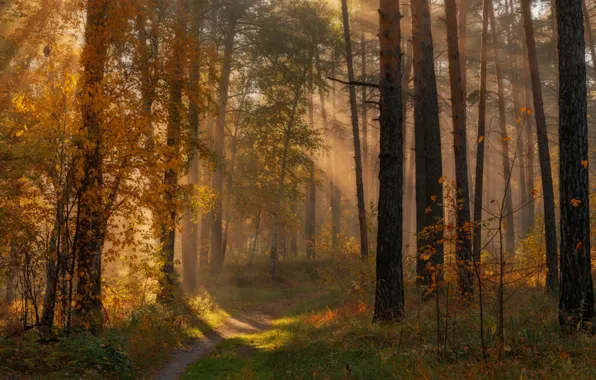 Тропинка, лучи света, осенний лес, утренний туман