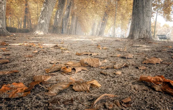 Листья, город, улица