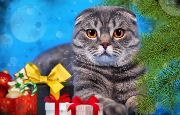 Картинка кошка, кот, ветки, фон, новый год, ель, подарки