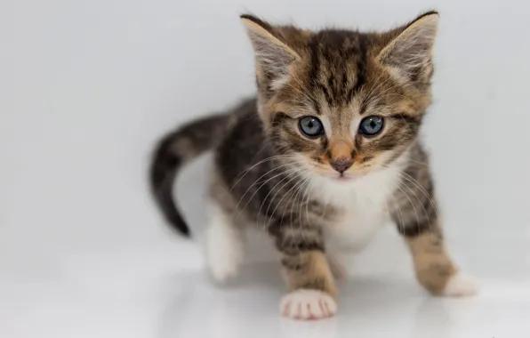Кошка, взгляд, поза, серый, малыш, котёнок, мордашка, светлый фон