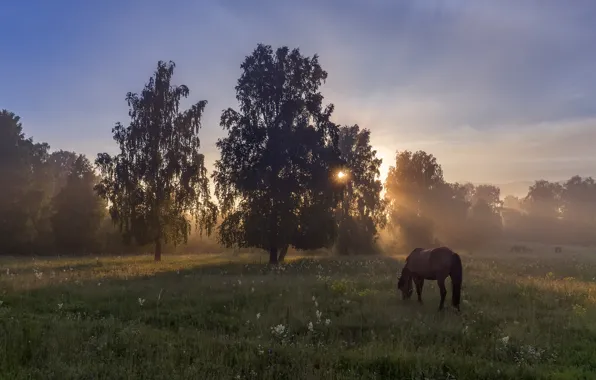 Поле, лес, лето, небо, трава, солнце, лучи, деревья
