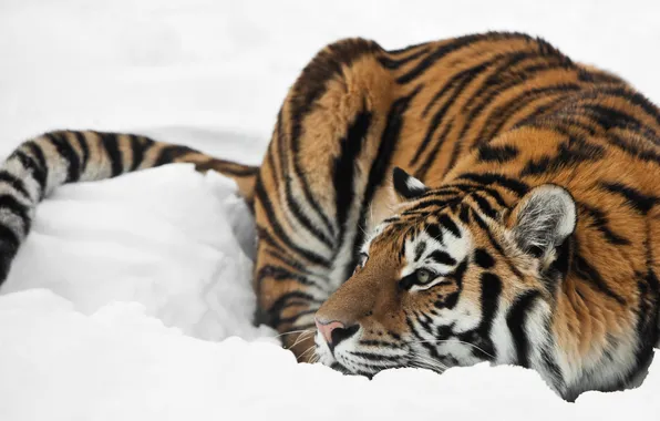 Картинка кошка, снег, тигр, профиль, амурский