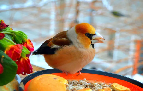 Картинка Птичка, Цветочки, Bird