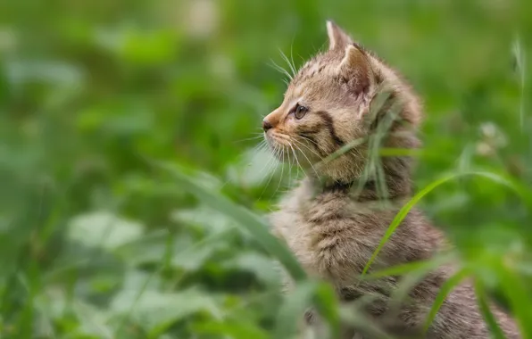 Картинка трава, котёнок, дикая кошка