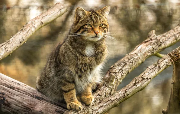 Кошка, кот, ветки, серый, фон, дерево, полосатый, боке