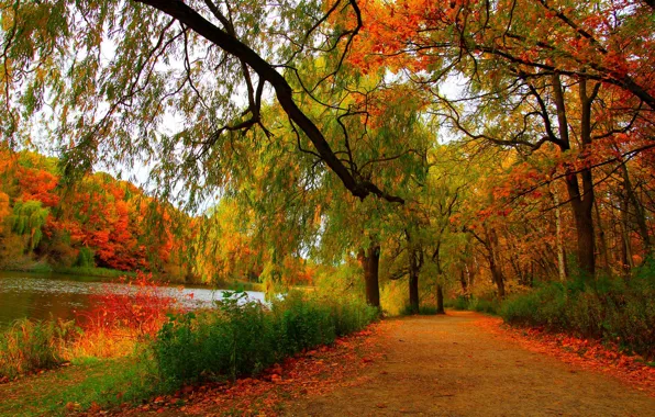 Лес, деревья, пейзаж, Природа, forest, river, trees, landscape