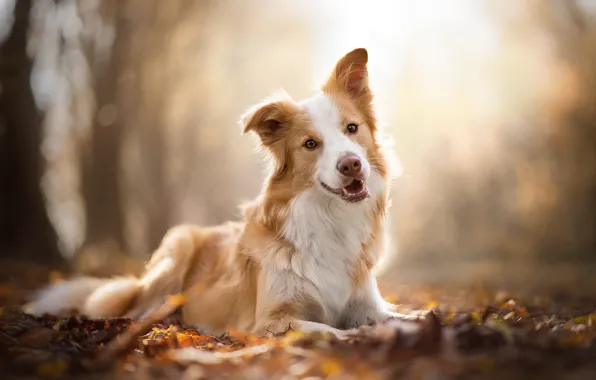 Картинка осень, собака, боке, Бордер-колли
