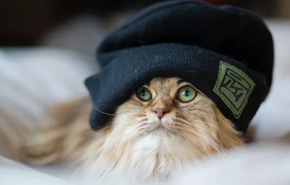 Картинка кошка, шапка, пушистая, Daisy, Ben Torode, Benjamin Torode