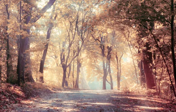 Дорога, осень, лес, деревья, увядание