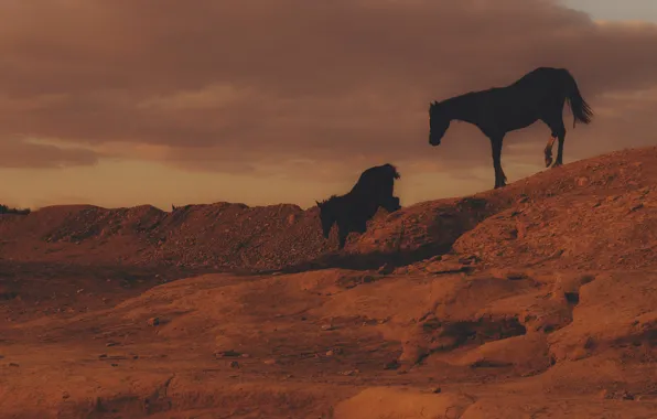 Desert, clouds, horses