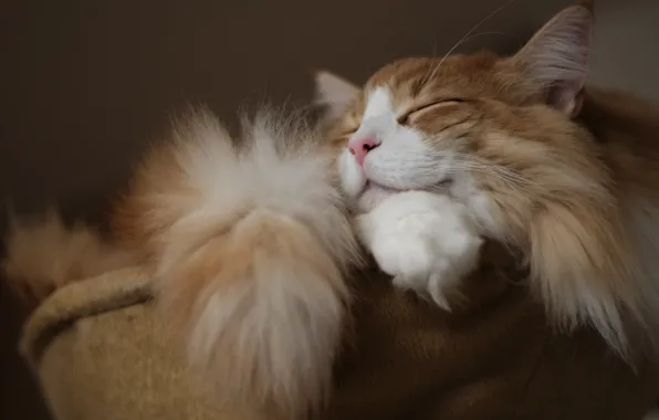 Кошка, шерсть, спит