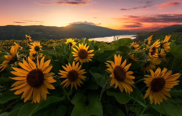 Закат, цветы, река, холмы, луг, Орегон, Oregon, Columbia River