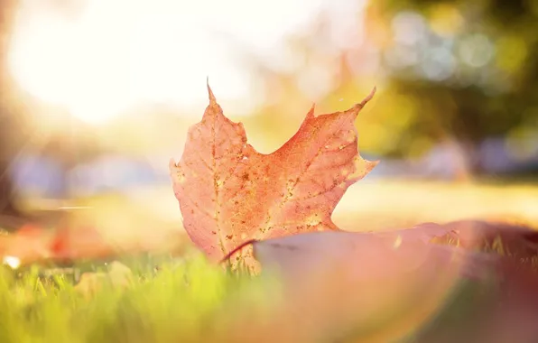 Картинка осень, листья, макро, свет, лист, боке