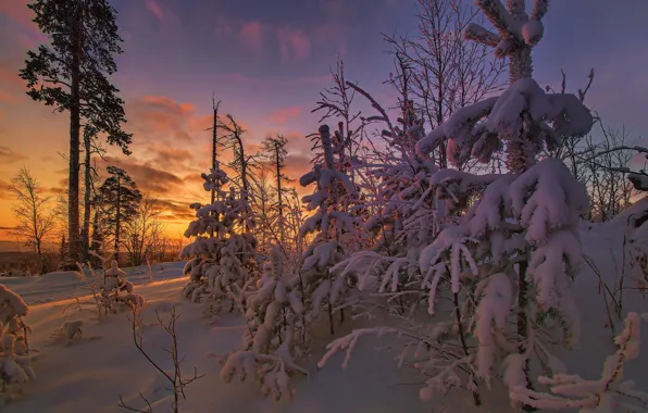 Зима, снег, деревья, пейзаж, природа, утро, ели, сосны