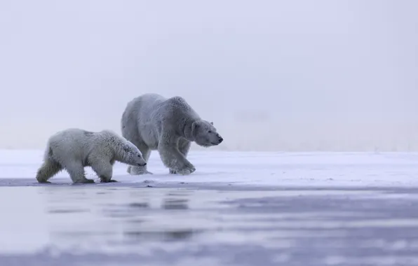 Картинка лед, семья, Аляска, полярный медведь, Арктика