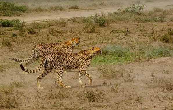 Кошки, природа, Cheetah