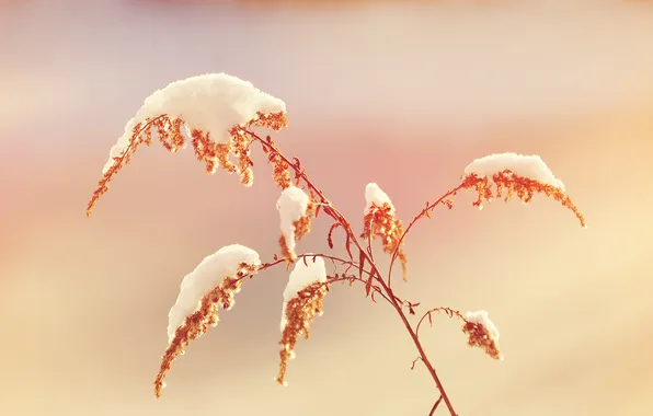 Картинка трава, снег, природа, grass, nature, snow, 2560x1600