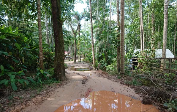 Nature in Suriname, Natuur in Suriname, District Para Suriname, Kakanku Suriname