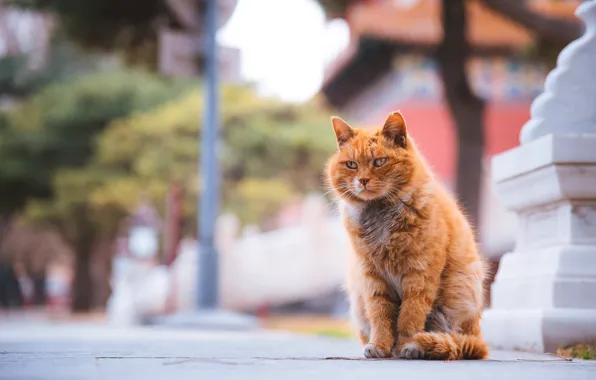 Кошка, кот, взгляд, поза, мордашка