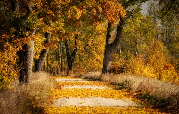 Осень, деревья, природа, парк