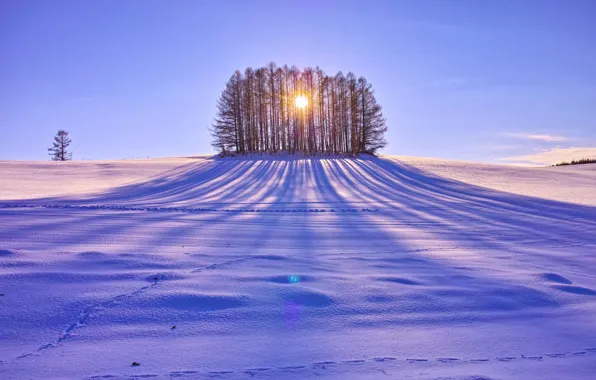 Картинка поле, солнце, снег, деревья, день