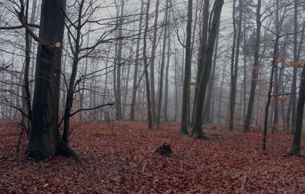 Картинка осень, лес, туман, листва, forest, Autumn, leaves, fog