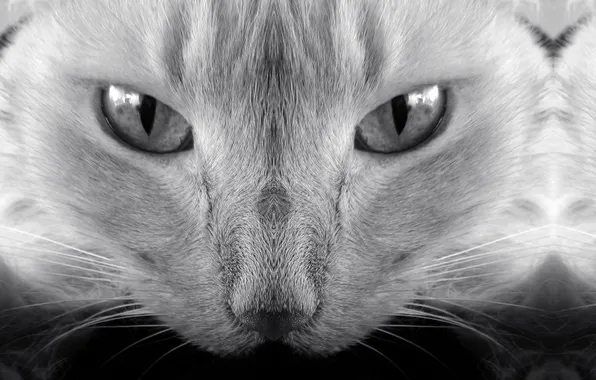 Картинка кошка, кот, котенок, черно-белое, cat