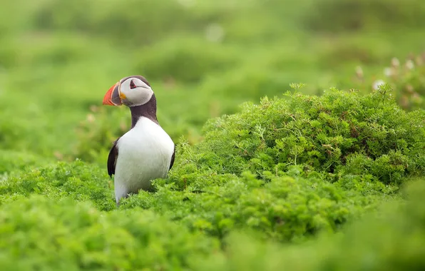 Картинка птица, тупик, puffin