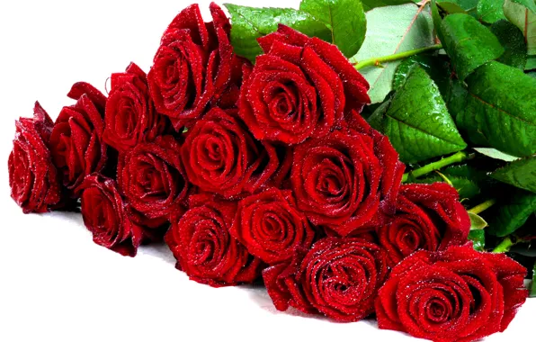 Капли, цветы, романтика, розы, красота, букет, rose, красивая