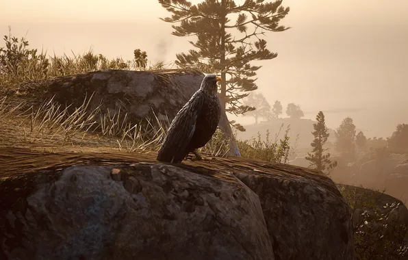 HDR, Eagle, Game, Bird, Rocks, Fog, Trees, UHD