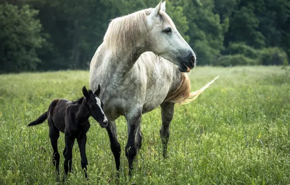 Картинка лето, природа, конь