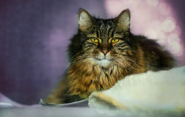 Кошка, кот, взгляд, поза, мордашка