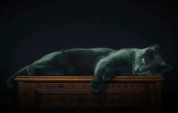 Кошка, кот, взгляд, поза, темный фон, серый, лежит, мордашка