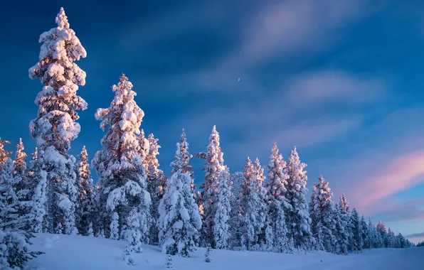Картинка зима, дорога, лес, небо, снег, деревья, ели, Финляндия