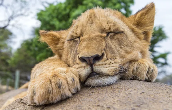 Картинка кошка, отдых, камень, сон, лев, спит, детёныш, львёнок
