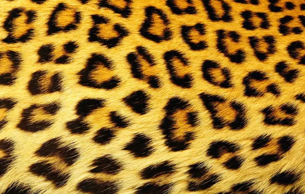 Картинка текстура, шерсть, пятна, леопард